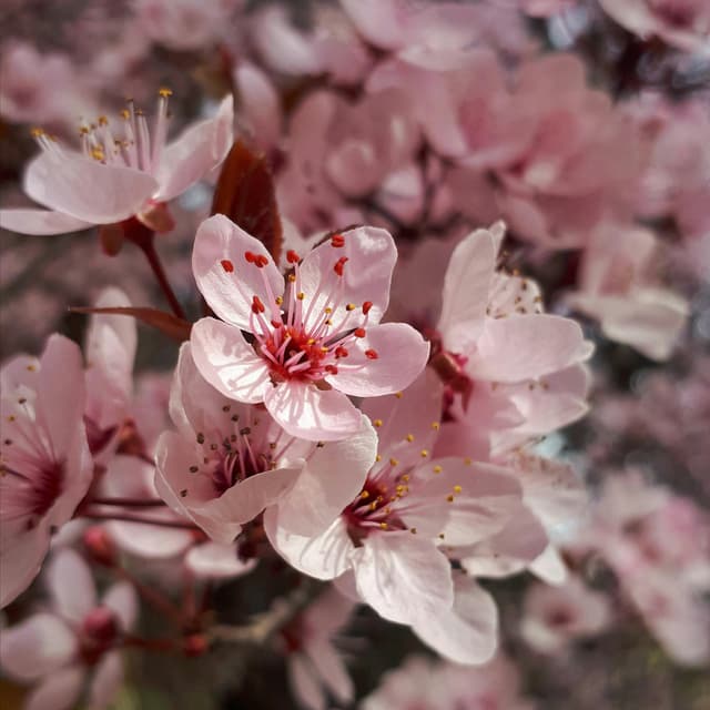 The Cultivate Club- Blossom at Novel Roots in Mechanicsburg, PA
